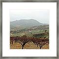 Apricots, Olives, Vines Framed Print