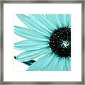 Aquamarine Sunflower Burst Framed Print
