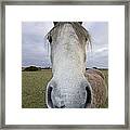 Arab Horse Framed Print