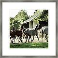 Arabian Horses Framed Print