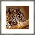 Arabian Leopard Panthera Pardus Framed Print