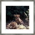 Arabian Leopard (panthera Pardus) Framed Print