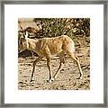 Arabian Oryx (oryx Leucoryx) Framed Print