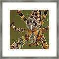 Arachnophobia Framed Print