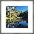 Araucaria Reflections In The Chilean Lake District Framed Print