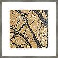 Arboretum Framed Print