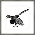 Archaeopteryx Lithographica, Late Framed Print