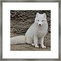 Arctic Fox Framed Print