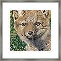 Sold Arctic Fox Framed Print