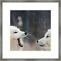 Arctic Fox Pair Playing Framed Print