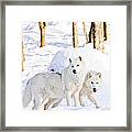 Arctic Wolves Framed Print