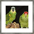 Are You Looking At Us Framed Print