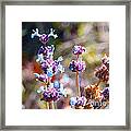 Arizona Wildflowers Framed Print