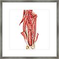 Arterial System Of The Thigh Framed Print