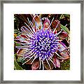 Artichoke Flower Framed Print