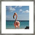 Aruba Hairy Eyeball Framed Print