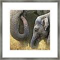 Asian Elephants Framed Print