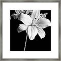 Asian Lilies 2 Framed Print