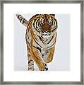 Asian Mammals Framed Print