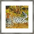 Asian Snow Leopard Framed Print