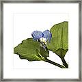 Asiatic Day Flower Framed Print