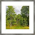 Aspen And Others Framed Print