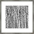 Aspen Forest Tree Trunk Bark Framed Print