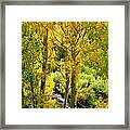 Aspen Gold Framed Print