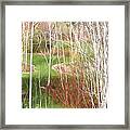 Aspen Grove - Green Grass Framed Print