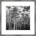 Aspen Reach Framed Print