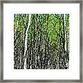Aspen Trees Framed Print
