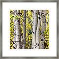 Aspen Trees In Autumn Color Portrait View Framed Print