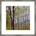 Aspen Trees Proudly Standing Framed Print