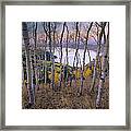Aspens At Fremont Lake Bridger-teton Framed Print