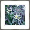 Asters Framed Print