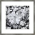 Astoria Dasies  Bw Framed Print