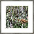 At Home In The Marsh Framed Print