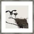 At The Rookery Framed Print