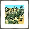 Atascadero Summertime Trees Framed Print