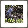 Atchafalaya Swamp Blue Heron Framed Print