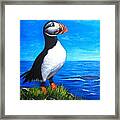 Atlantic Puffin 2 Framed Print