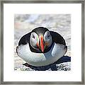 Atlantic Puffin Eye To Eye Framed Print