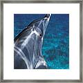 Atlantic Spotted Dolphin Bahamas Framed Print