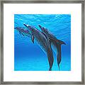 Atlantic Spotted Dolphins With Remoras Framed Print