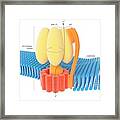 Atp Synthase Enzyme Complex Framed Print