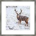 Atypical Buck Framed Print