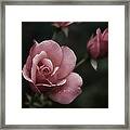 August Rose Framed Print