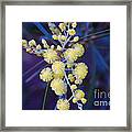 Aussie Blossom Framed Print