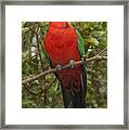 Australian King Parrot Male Dandenong Framed Print