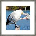 Australian Pelican Framed Print